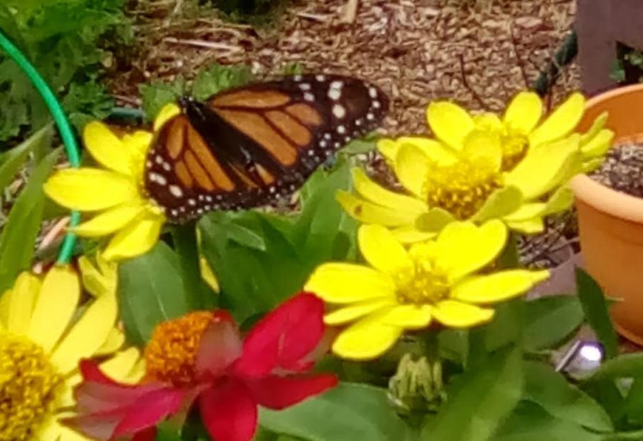 Ovaltine the Butterfly